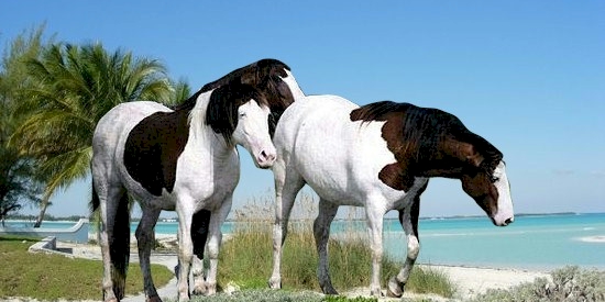 Abaco Barb Horses